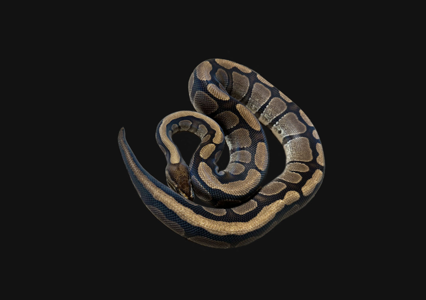 ♂ Red Stripe Het Genetic Stripe Male
