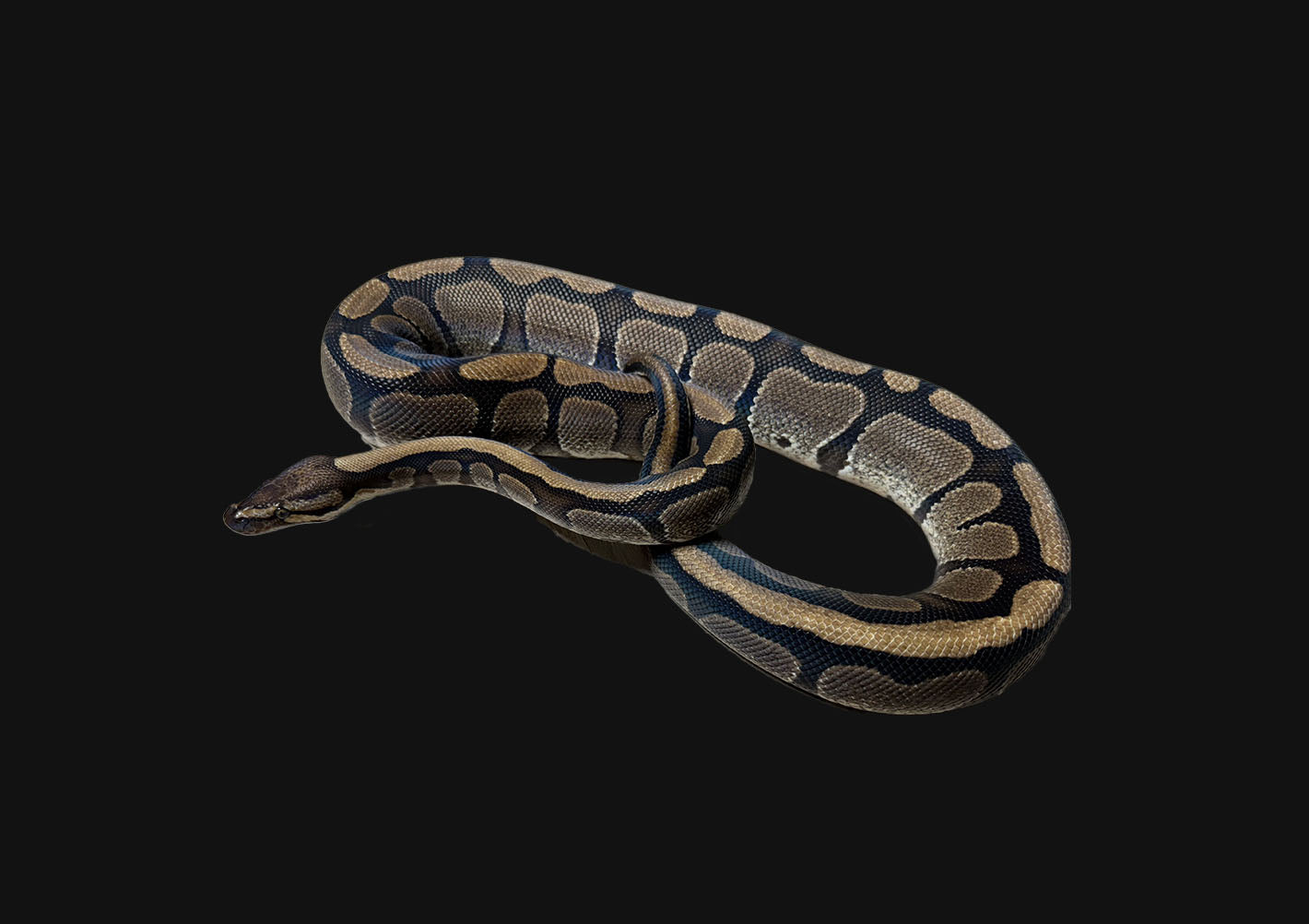 ♂ Red Stripe Het Genetic Stripe Male