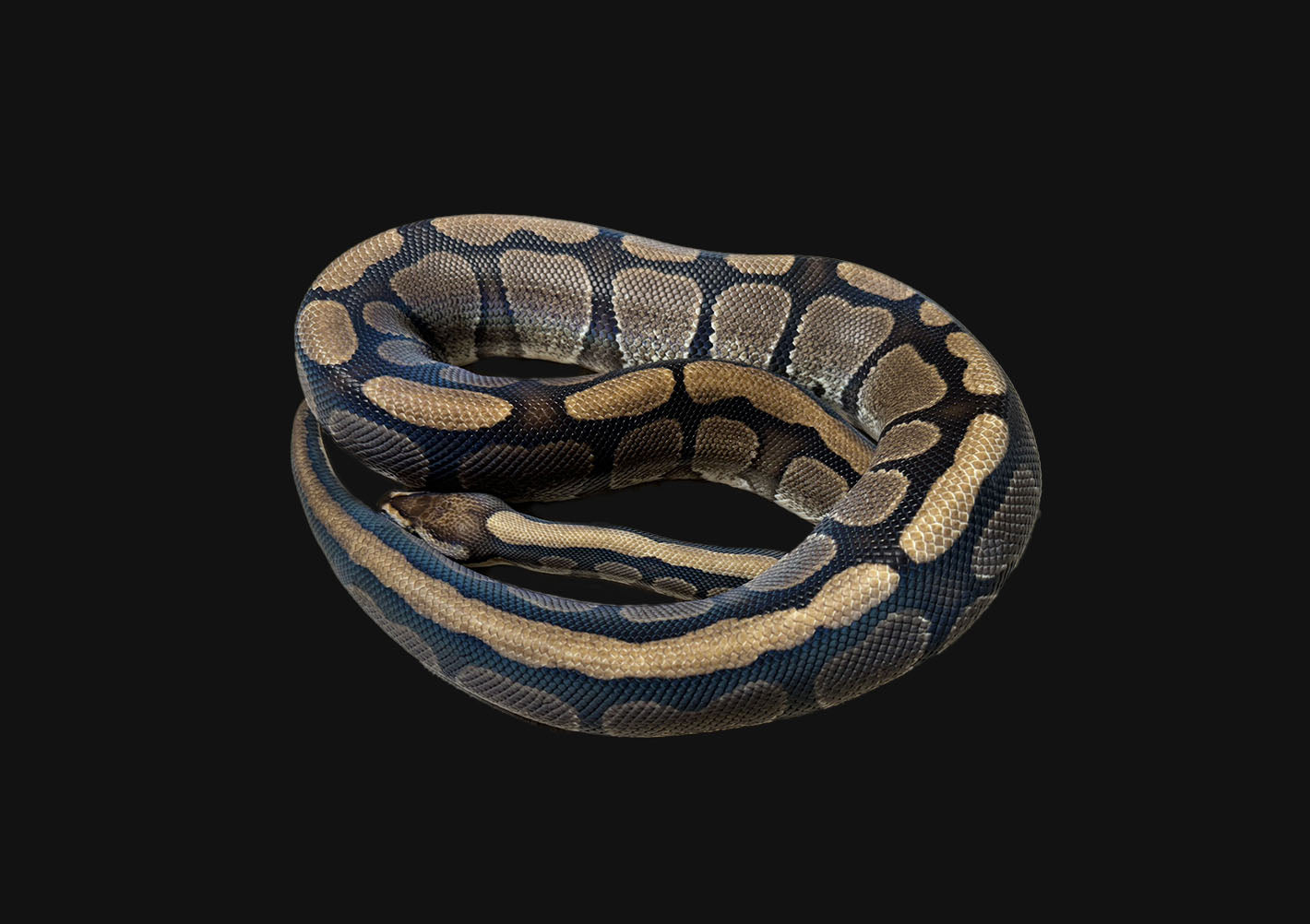 ♂ Red Stripe Het Genetic Stripe Male