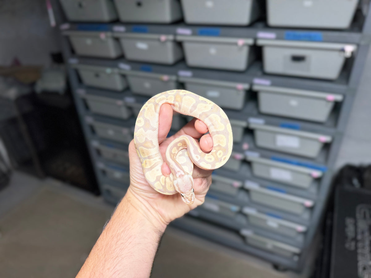 ♀ Pastel Banana Het Pied