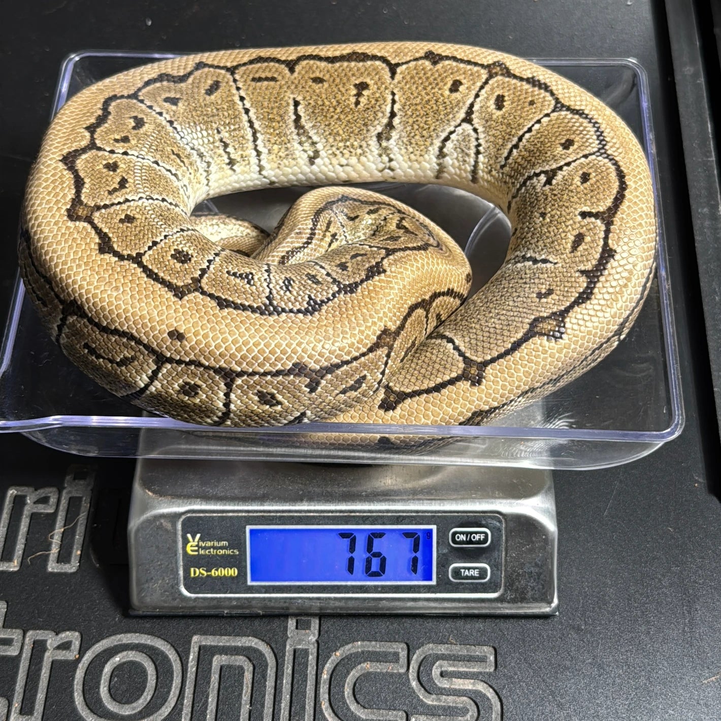 Pinstripe Het Clown Desert Ghost Sunset Ball Python - Male - NJ Ready to breed