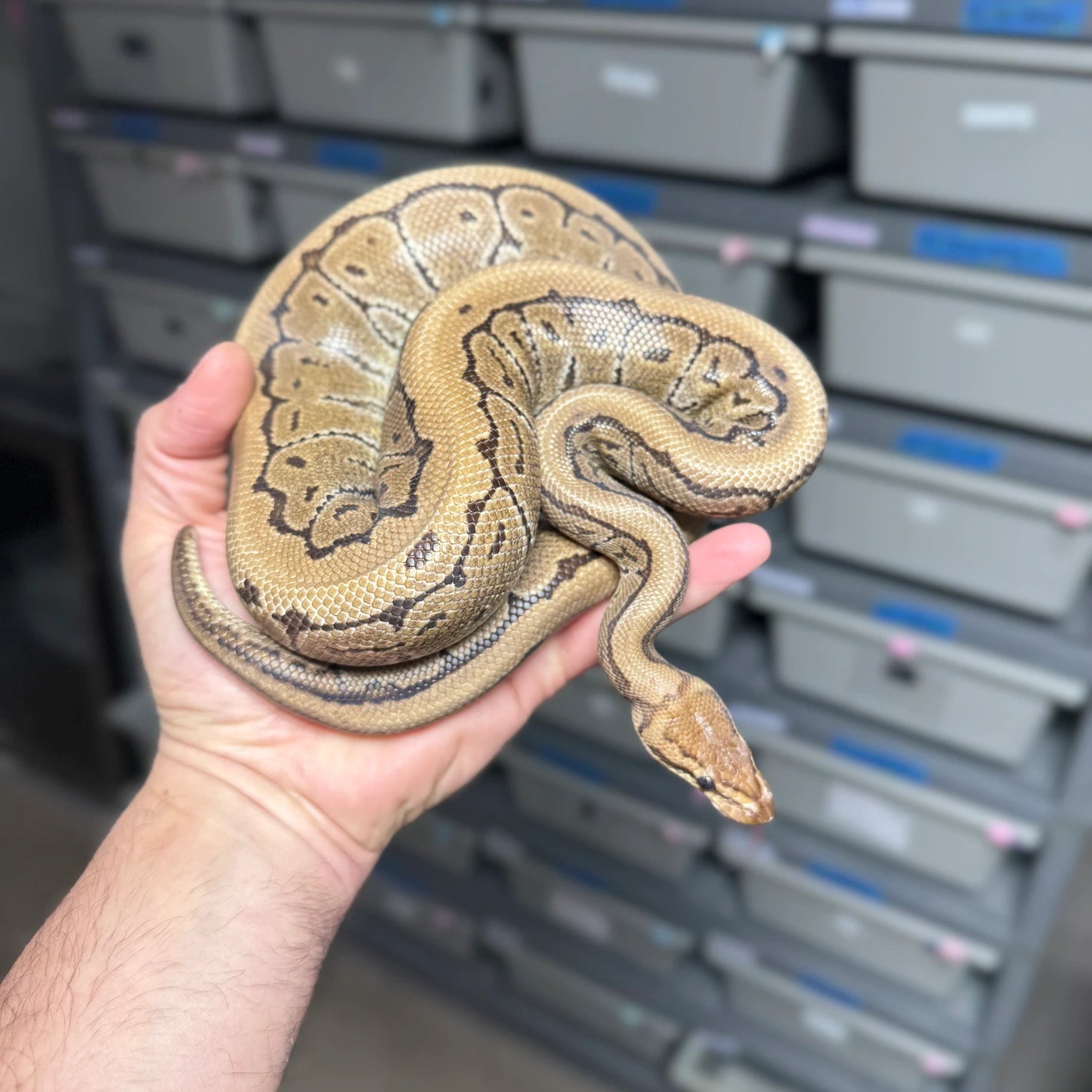 Pinstripe Het Clown Desert Ghost Sunset Ball Python - Male - NJ Ready to breed