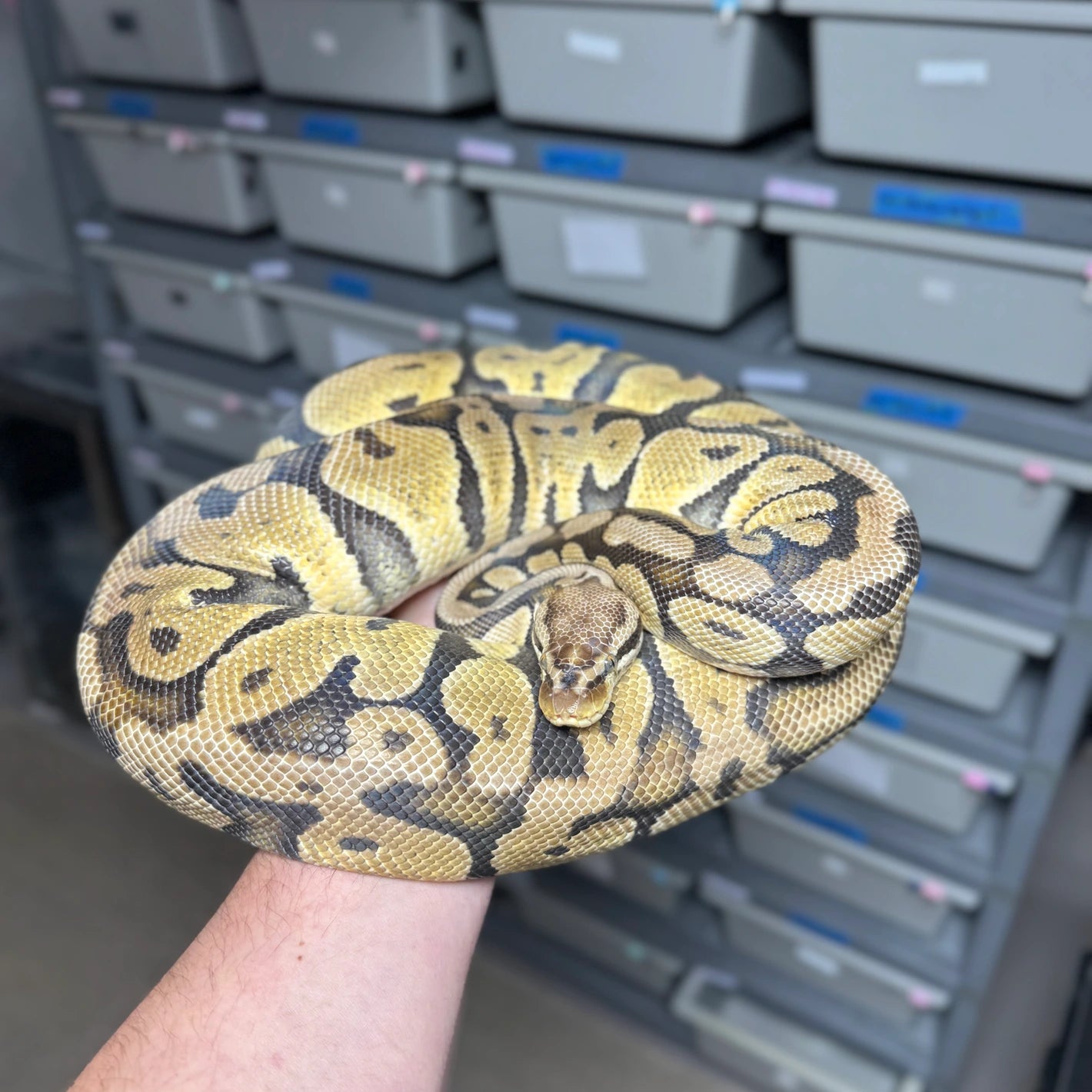 Pastel Het Clown Ball Python - Female - NJ Proven Breeder