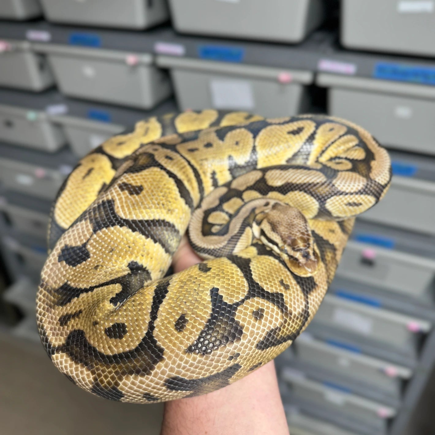 Pastel Het Clown Ball Python - Female - NJ Proven Breeder