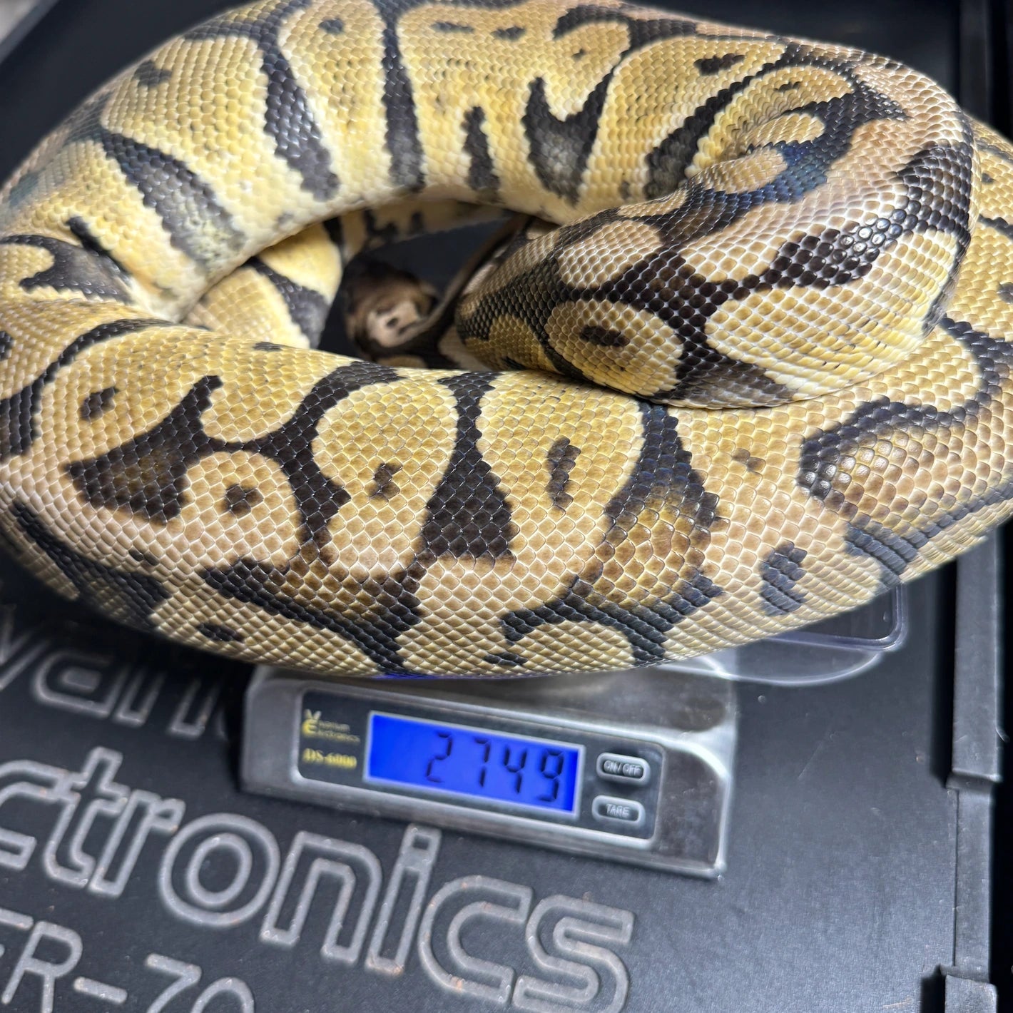 Pastel Het Clown Ball Python - Female - NJ Proven Breeder