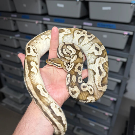 Pastel Phantom Yellow Belly Ball Python - Female - NJ Juvenile