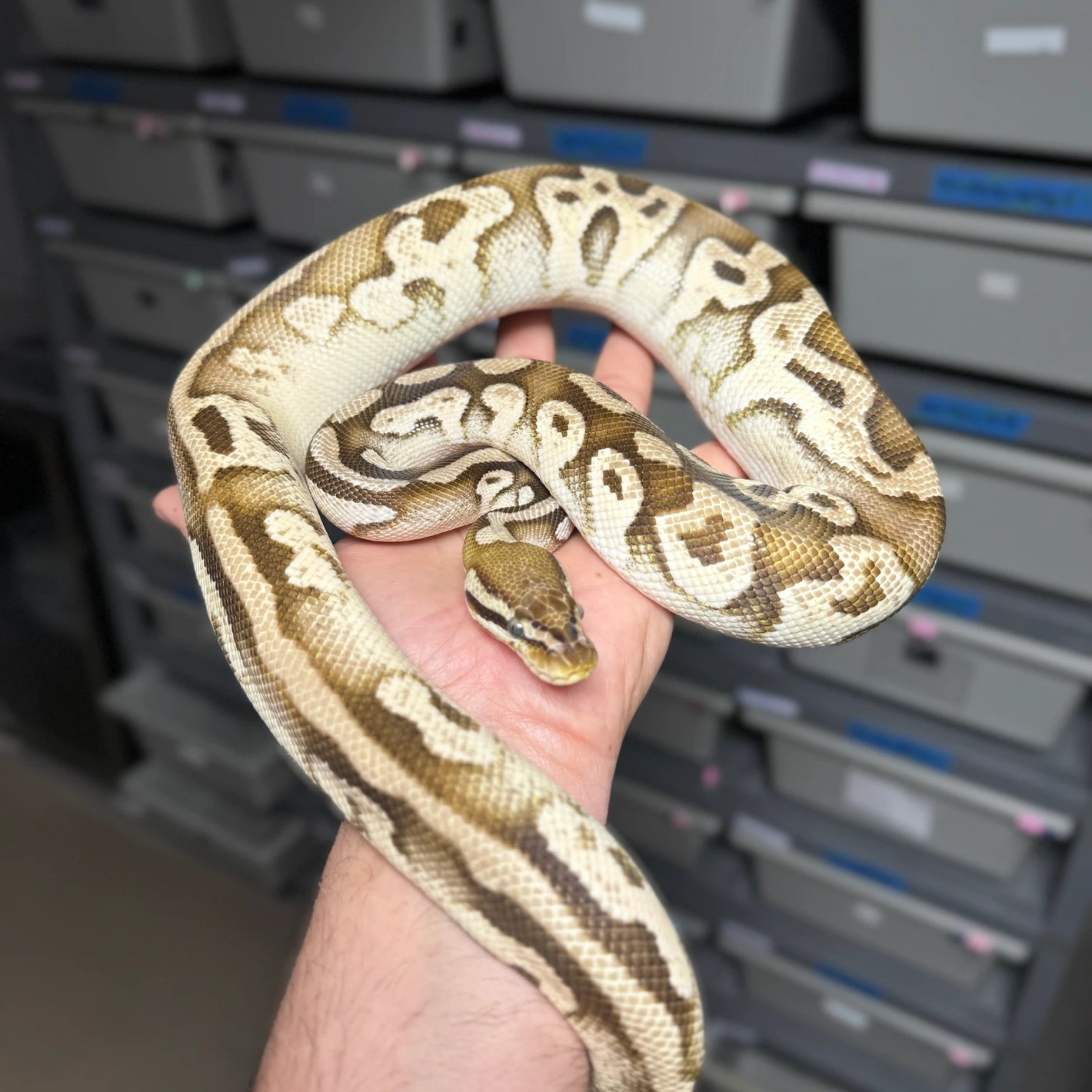 Pastel Phantom Yellow Belly Ball Python - Female - NJ Juvenile