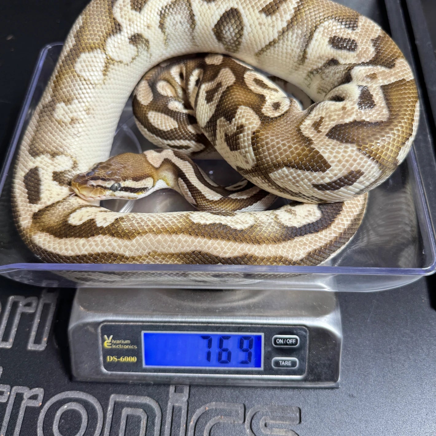 Pastel Phantom Yellow Belly Ball Python - Female - NJ Juvenile