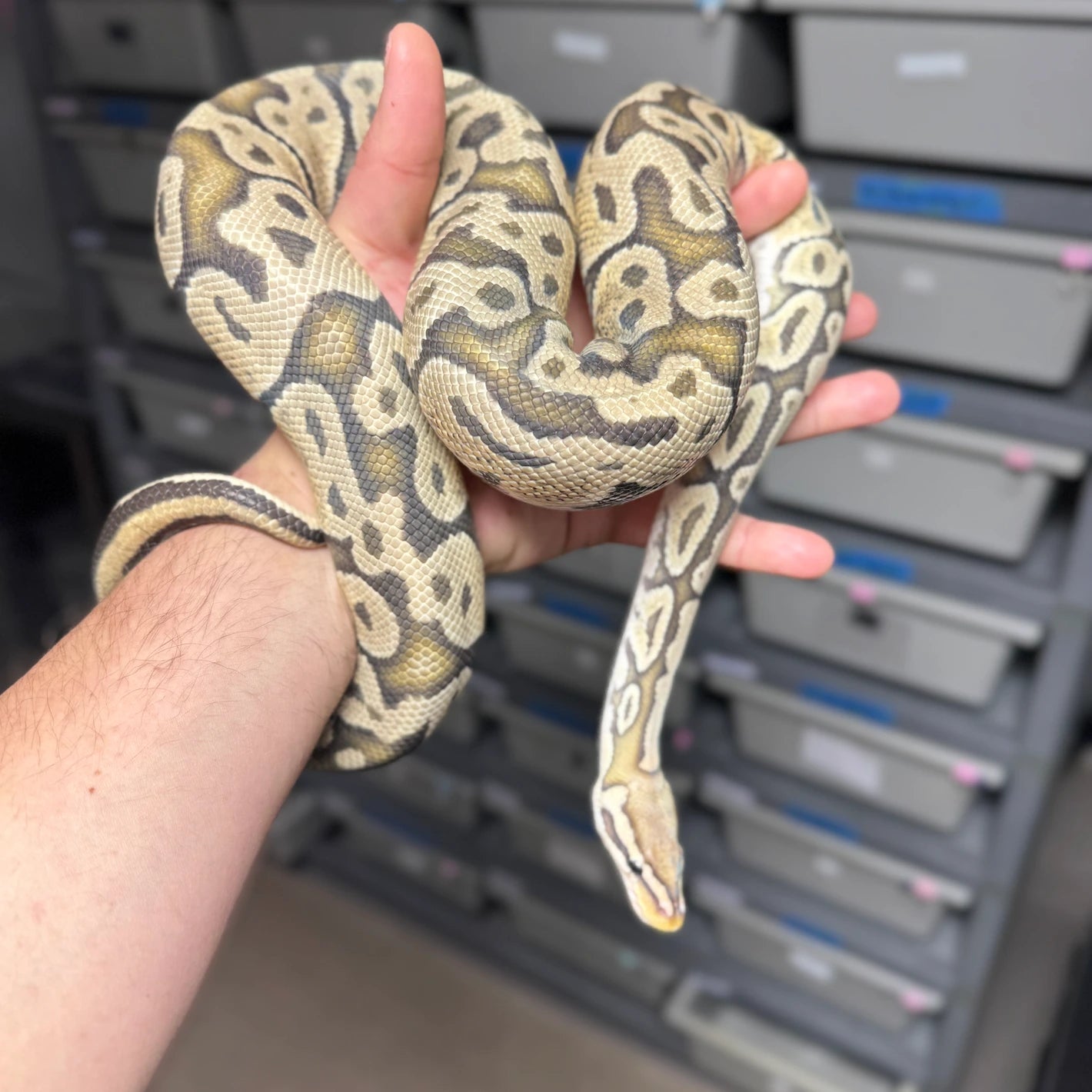 Pastel Vanilla Hypo Ball Python - Male - NJ Ready to breed