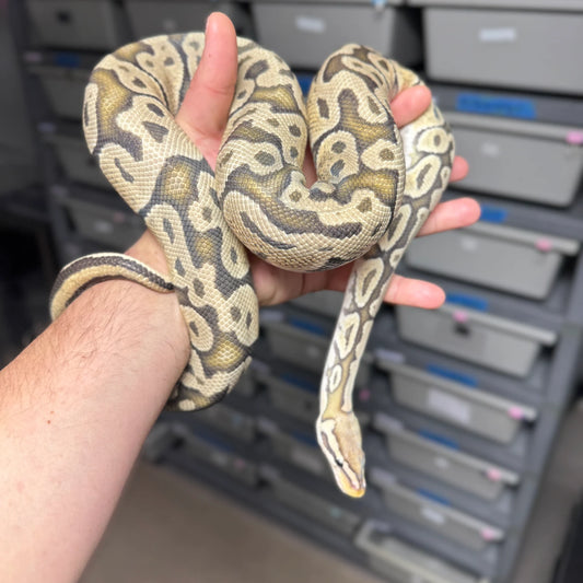 Pastel Vanilla Hypo Ball Python - Male - NJ Ready to breed