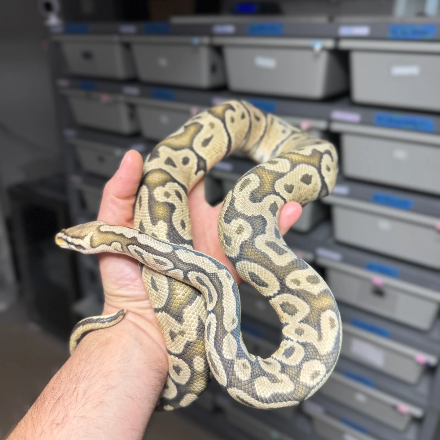 Pastel Vanilla Hypo Ball Python - Male - NJ Ready to breed