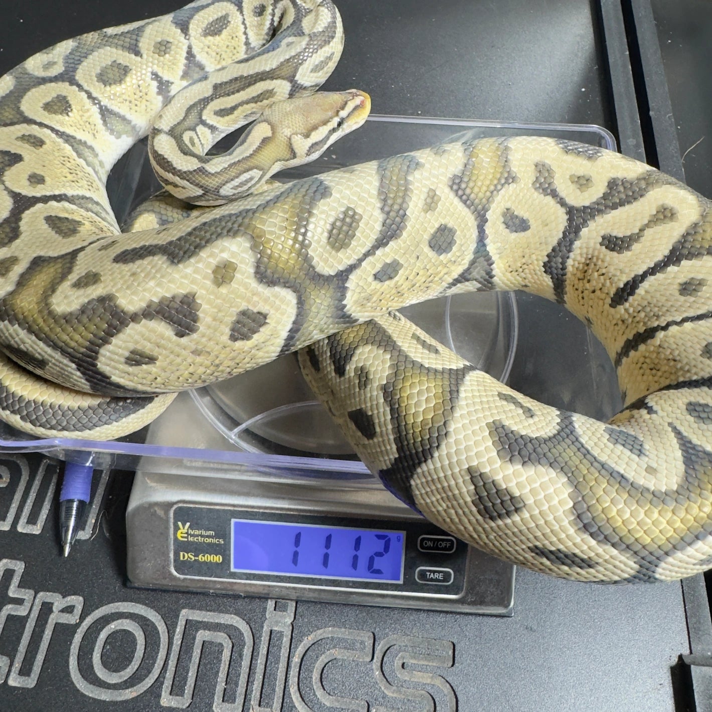 Pastel Vanilla Hypo Ball Python - Male - NJ Ready to breed