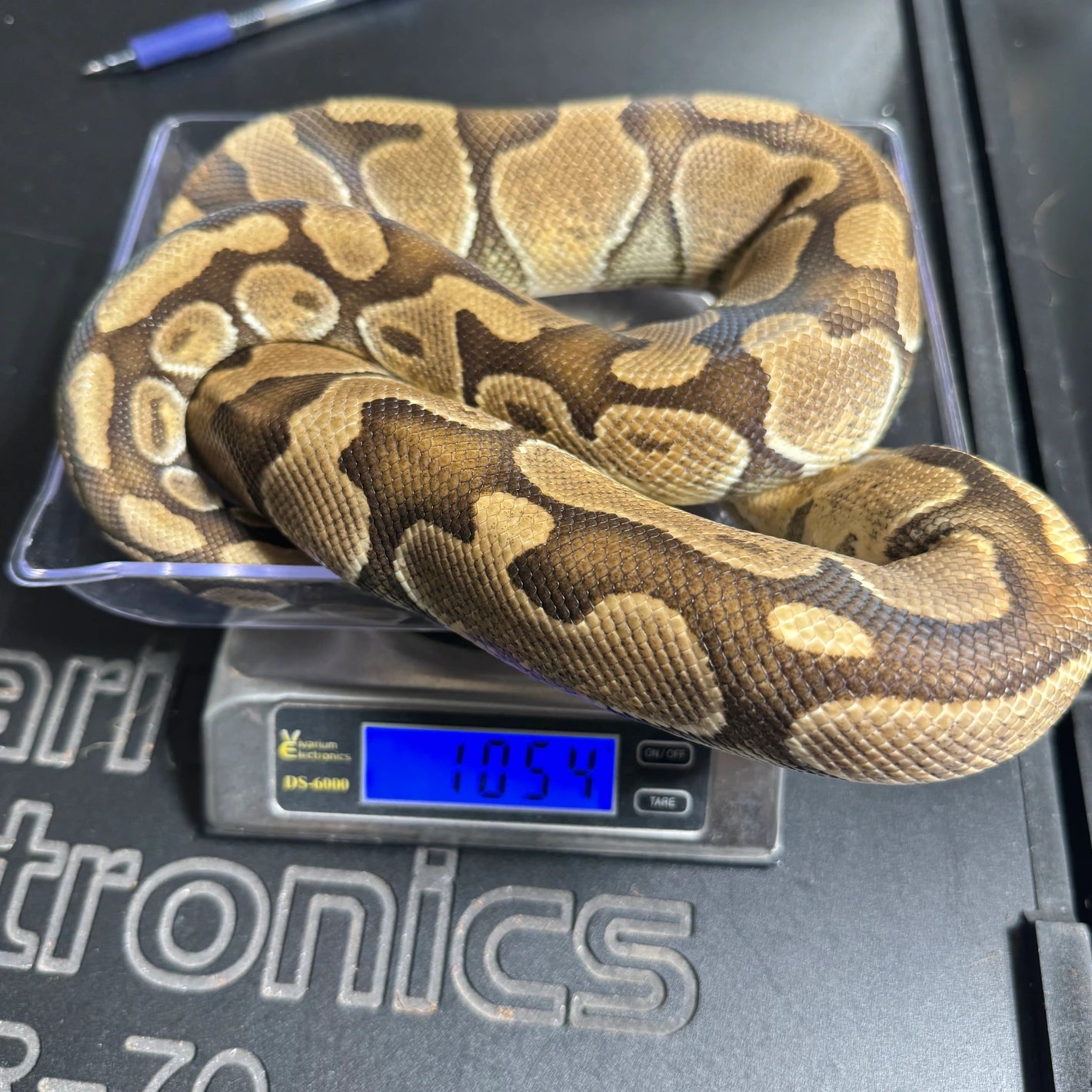 Black Pastel Enchi Het Clown Ball Python - Female - NJ Subadult