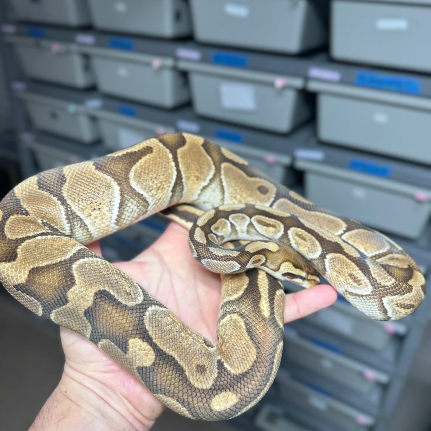 Black Pastel Enchi Het Clown Ball Python - Female - NJ Subadult