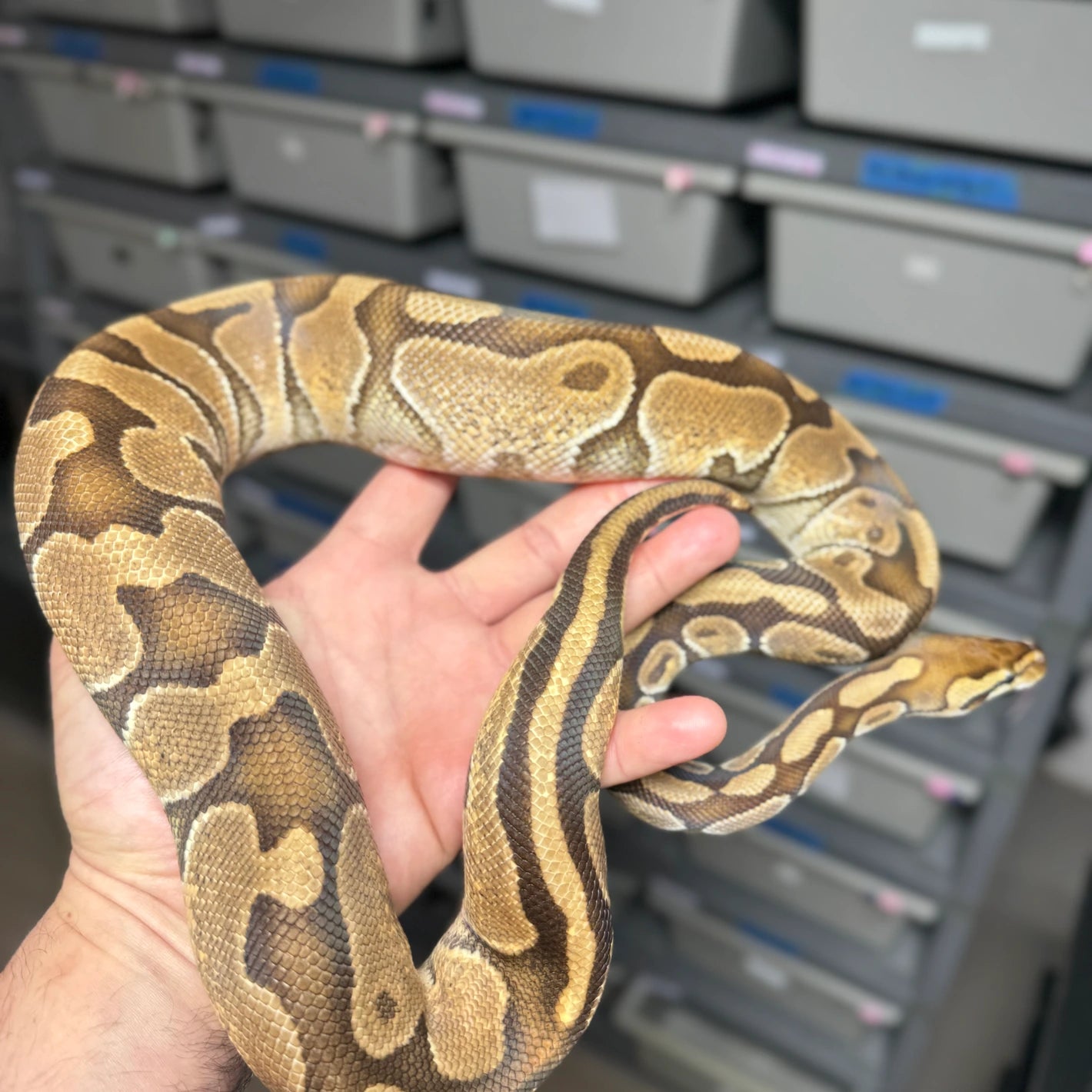 Black Pastel Enchi Het Clown Ball Python - Female - NJ Subadult