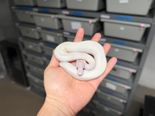 ♂ Ivory