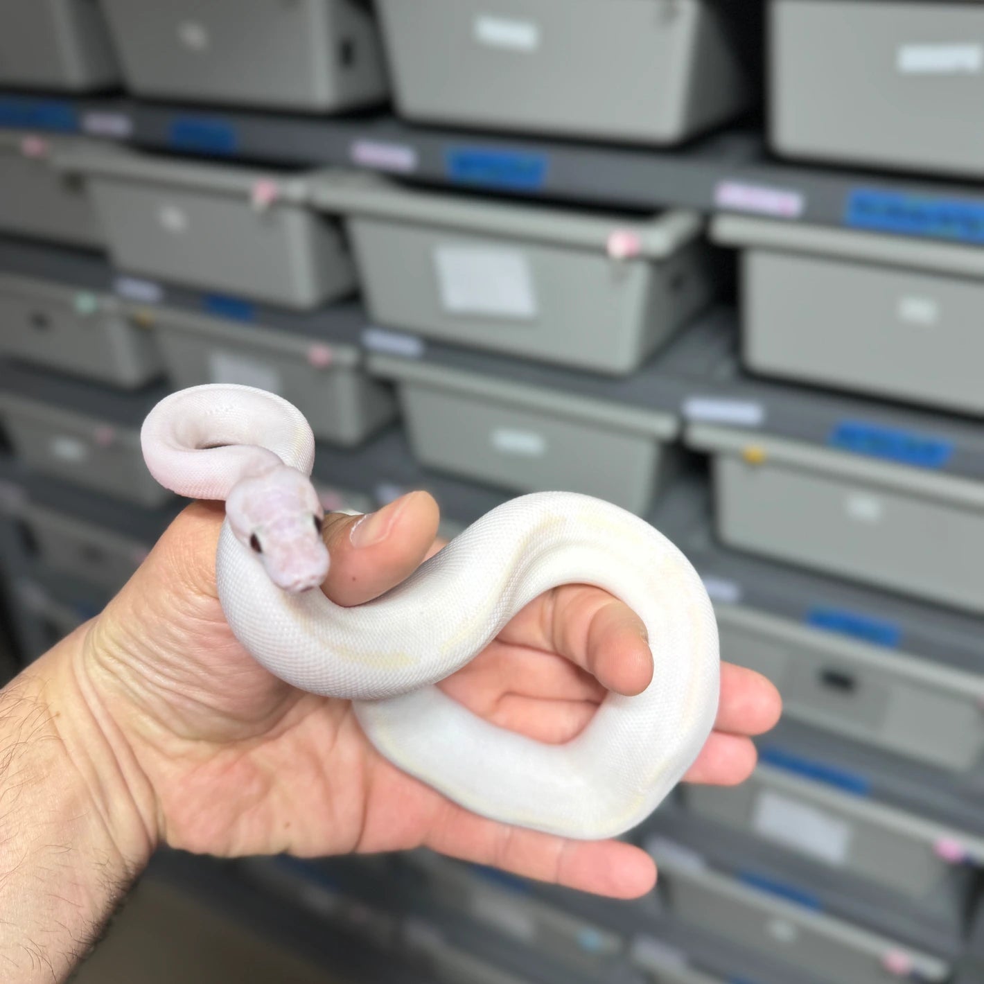 ♂ Ivory
