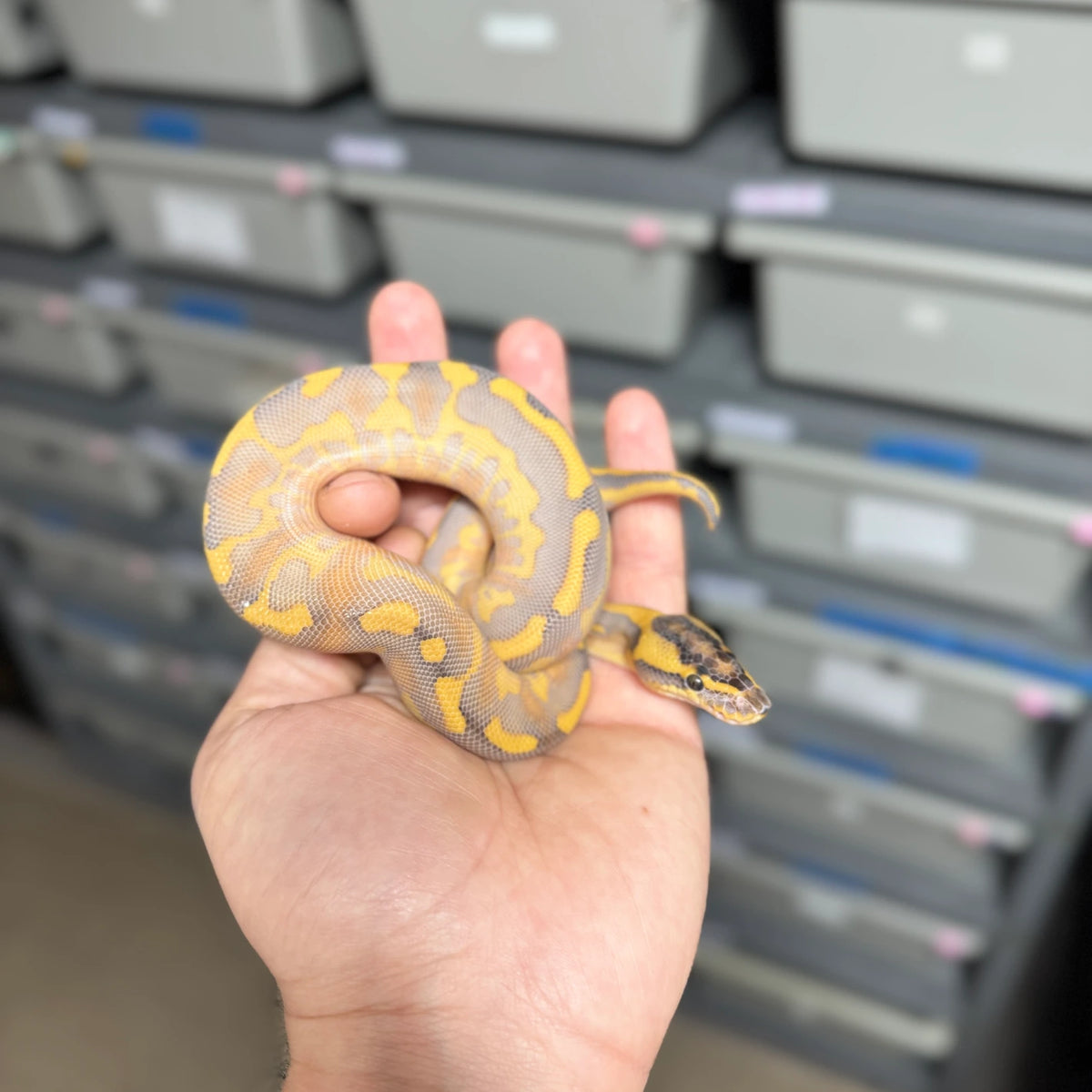 ♂ Enchi Leopard Highway