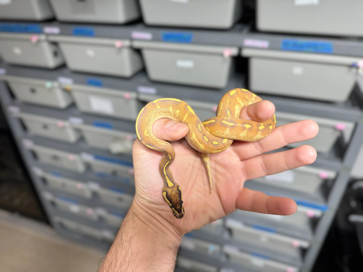 ♂ Enchi Super Gravel