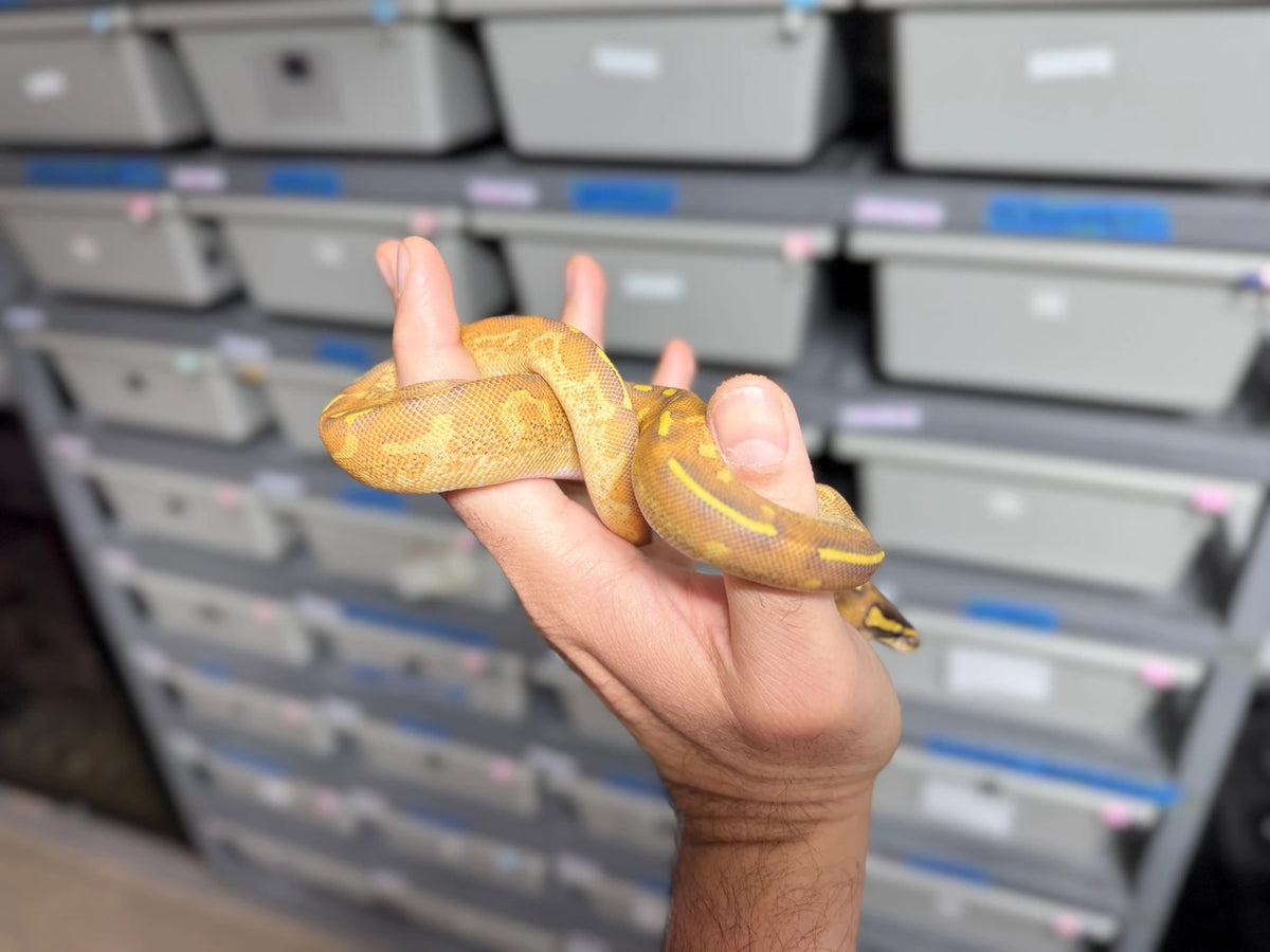 ♂ Enchi Super Gravel