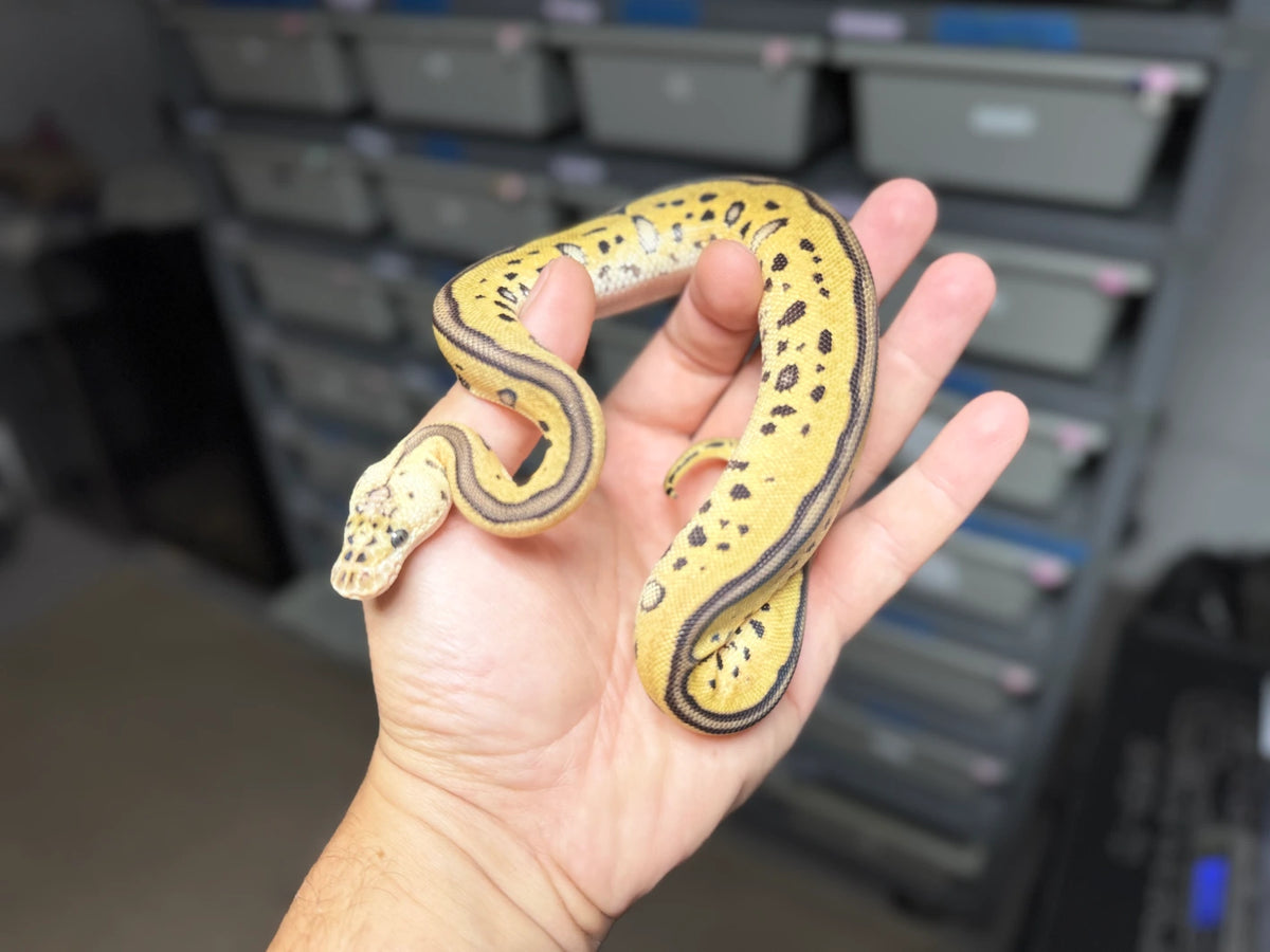 ♀ Pastel Leopard Clown 50% Het Desert Ghost