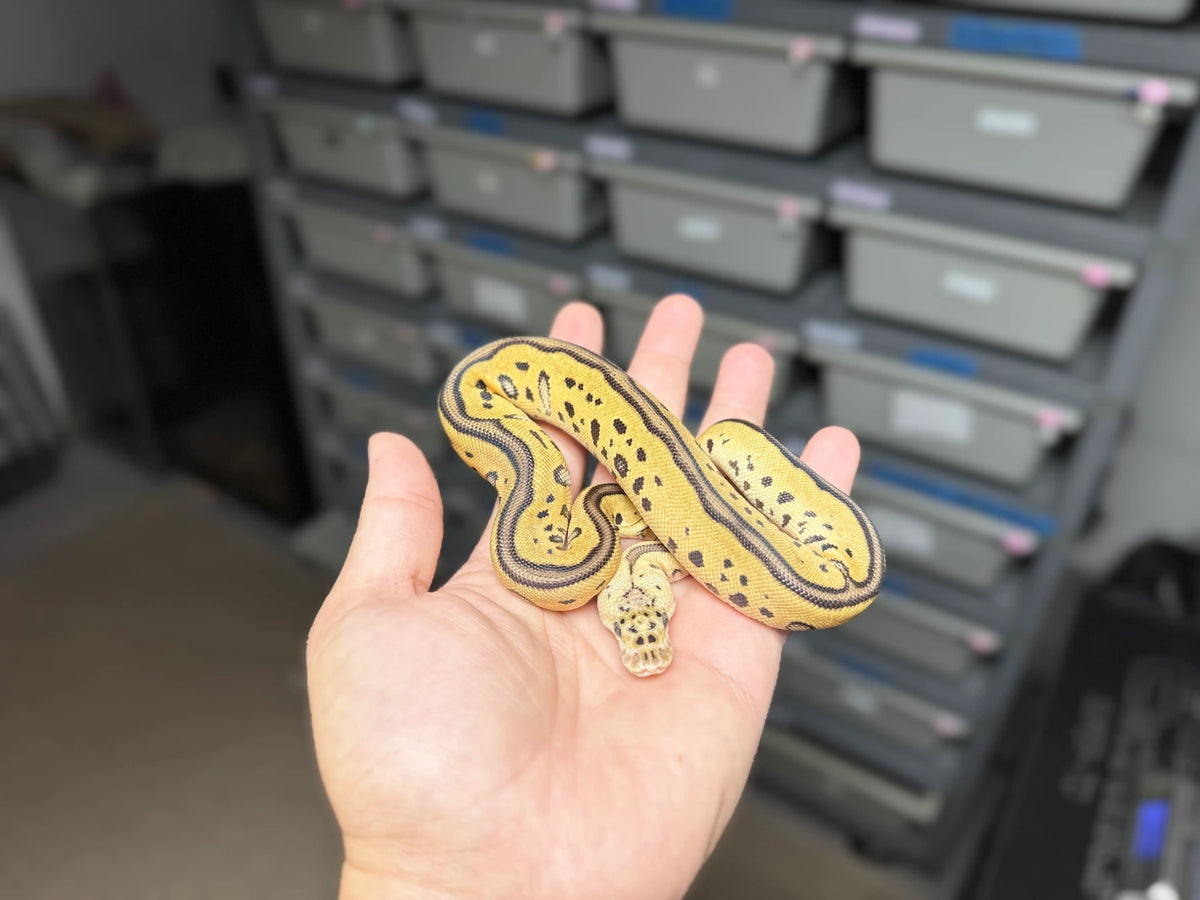 ♀ Pastel Leopard Clown 50% Het Desert Ghost