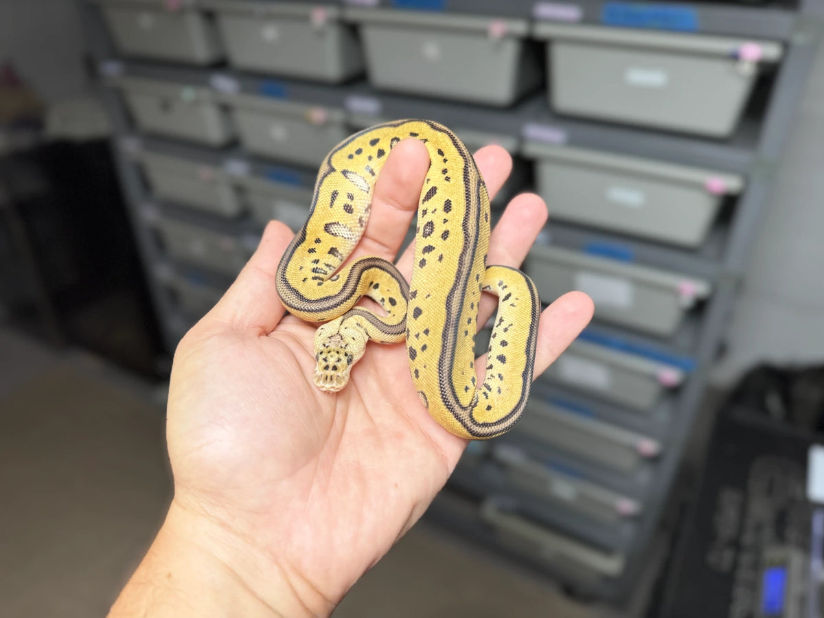 ♀ Pastel Leopard Clown 50% Het Desert Ghost