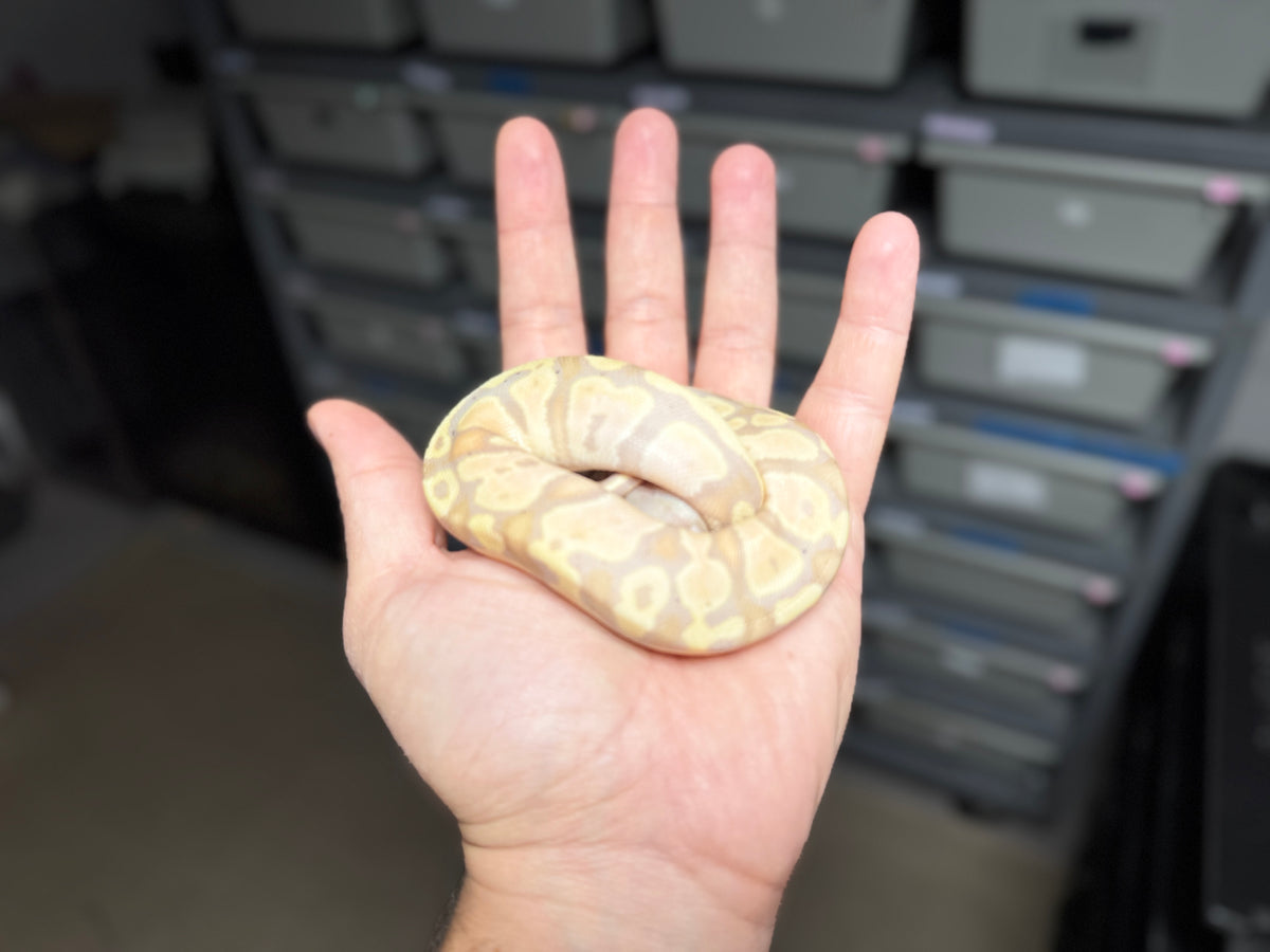 ♀ Pastel Banana Het Pied