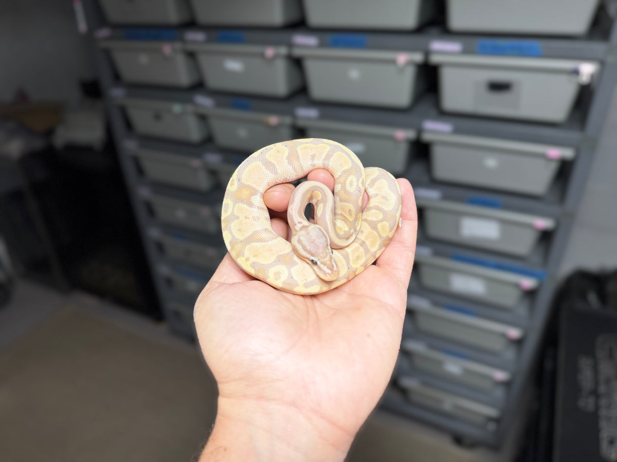 ♀ Pastel Banana Het Pied