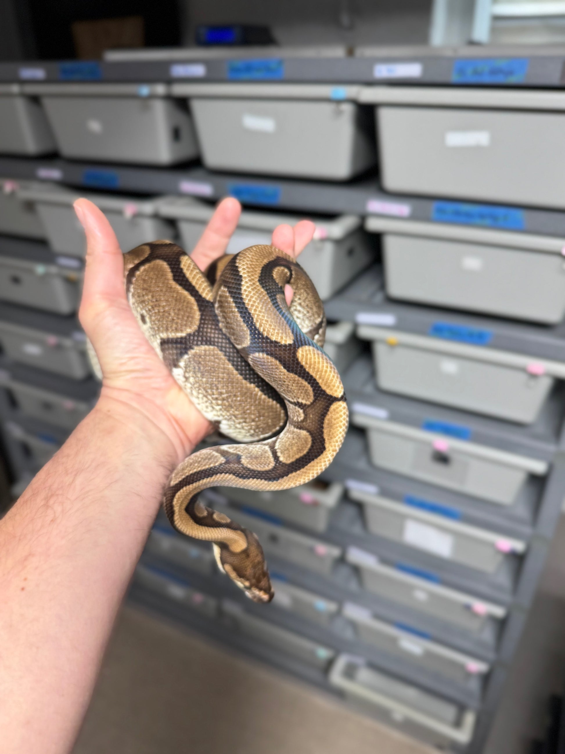 Red Stripe Het Genetic Stripe Ball Python - Male - NJ Proven Breeder