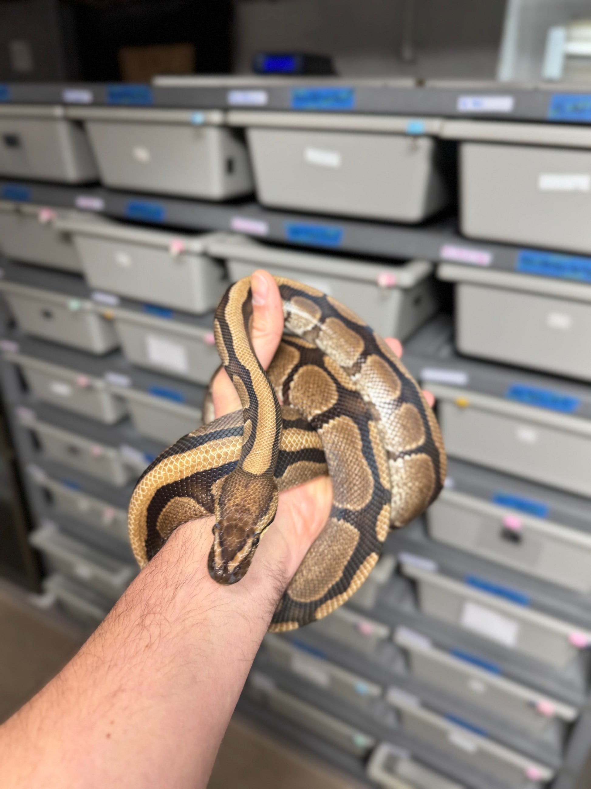 Red Stripe Het Genetic Stripe Ball Python - Male - NJ Proven Breeder