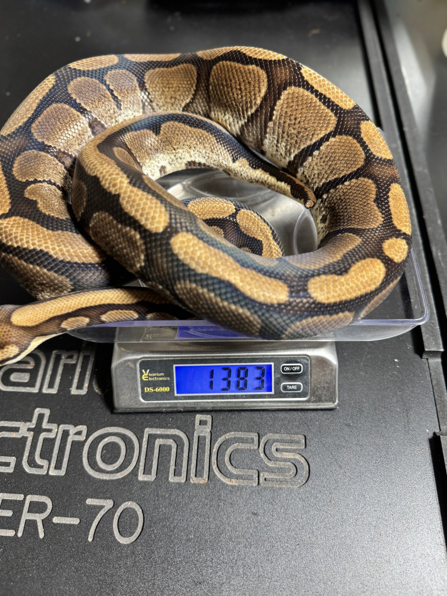 Red Stripe Het Genetic Stripe Ball Python - Male - NJ Proven Breeder