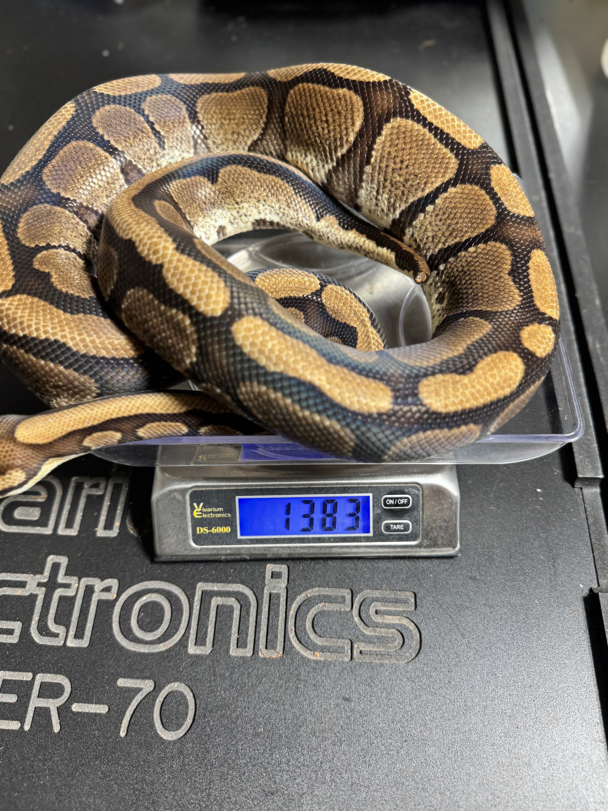 Red Stripe Het Genetic Stripe Ball Python - Male - NJ Proven Breeder