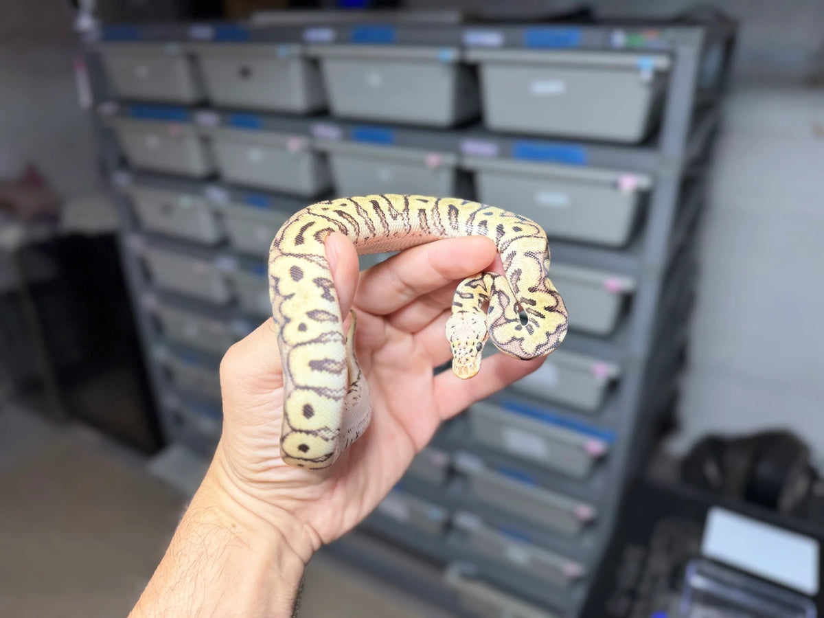 ♀ Pastel (Fire) Spotnose Clown 50% Het Desert Ghost