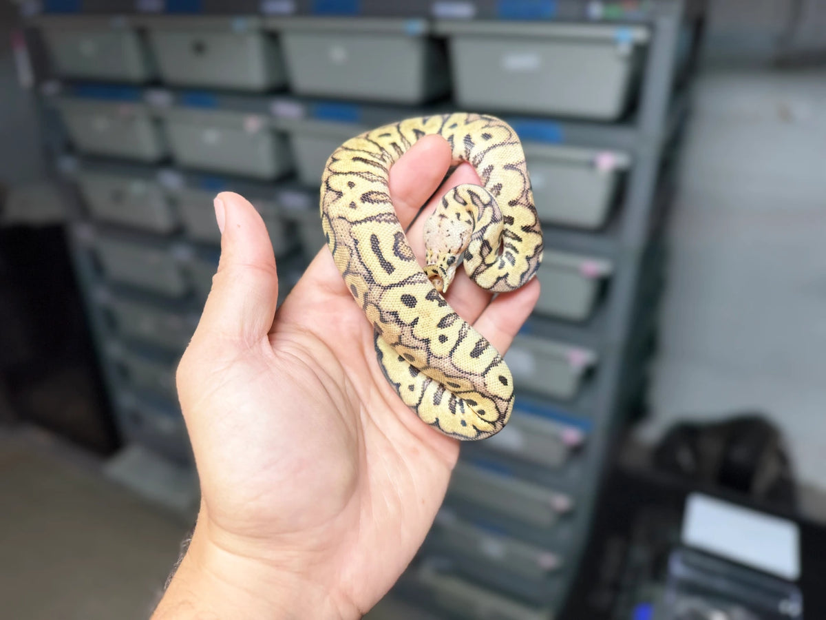 ♀ Pastel (Fire) Spotnose Clown 50% Het Desert Ghost