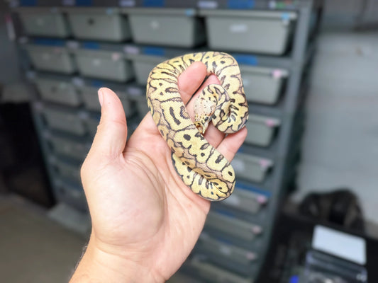 ♀ Pastel (Fire) Spotnose Clown 50% Het Desert Ghost